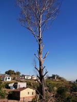 Ross Tree Felling Pietermaritzburg image 14